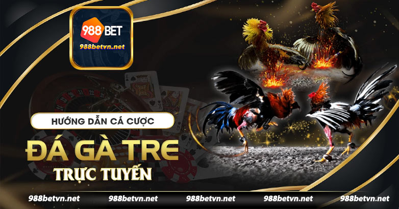 Đá gà tre – trải nghiệm hấp dẫn tại 988bet